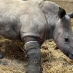 Wat doe je als een neushoorn een been breekt? Bel een paardenarts, natuurlijk