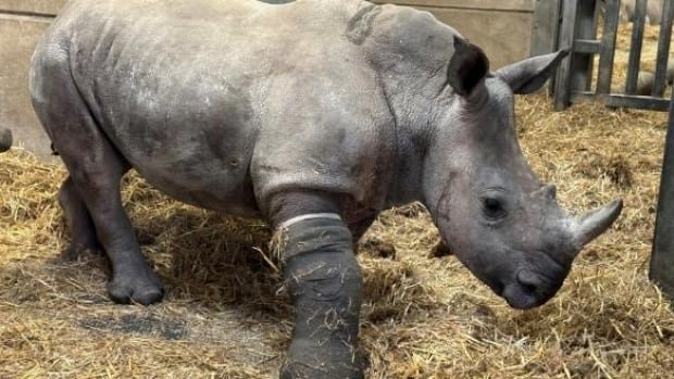 Wat doe je als een neushoorn een been breekt? Bel een paardenarts, natuurlijk