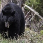 Toename van waarnemingen van zwarte beren in heel NL nu de winter nadert