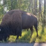 5 bizons dood nadat ze door 2 voertuigen werden aangereden in Elk Island National Park: Parks Canada