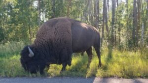 5 bizons dood nadat ze door 2 voertuigen werden aangereden in Elk Island National Park: Parks Canada